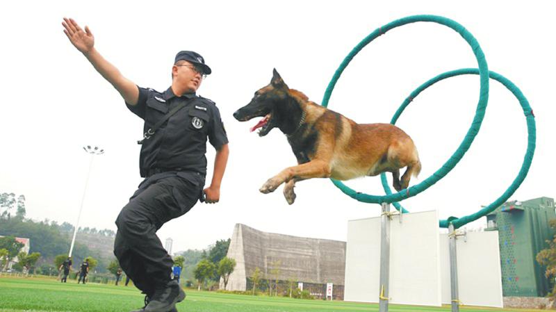图为3日,广安公安民警开展警犬技术,应对突发事件处置演练